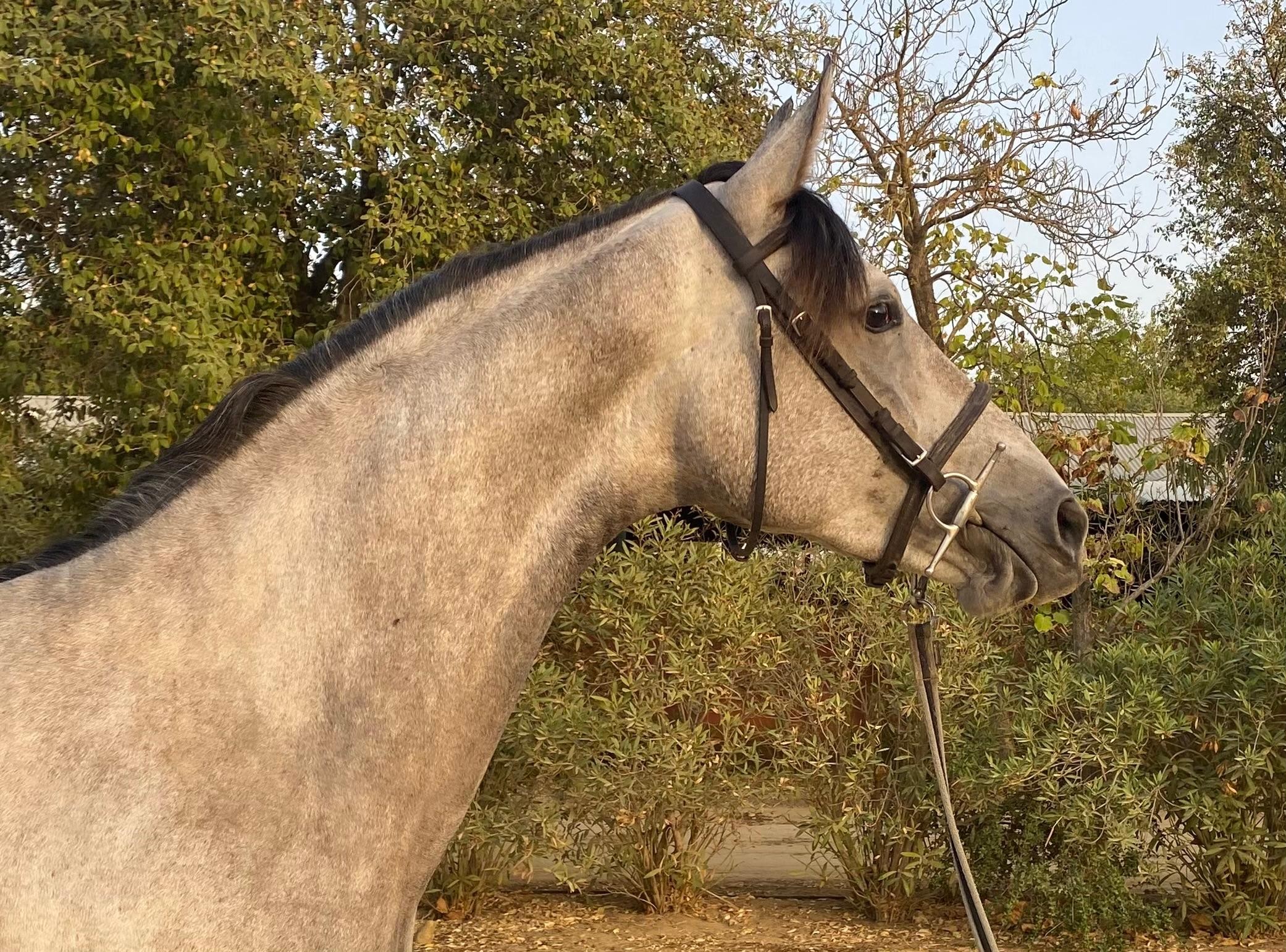 horse